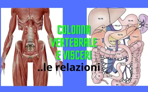 Anatomia: muscoli della colonna vertebrale e organi interni, con indicazioni sulle relazioni tra vertebre e visceri.