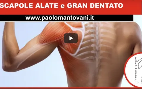 Anatomia della spalla: dettaglio dei muscoli della scapola e del gran dentato.