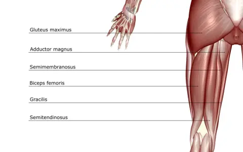 Muscolatura posteriore della coscia: origine e inserzione del bicipite femorale, semitendinoso, semimembranoso, gracile, adduttore magno e grande gluteo.