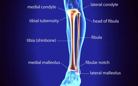 Anatomia delle ossa della gamba: tibia (stinbone) e fibula, con dettagli come condili e malleoli.