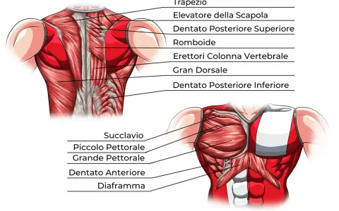 Anatomia del torace: muscoli del petto (pettorale maggiore e minore), dentato anteriore e diaframma, visti frontalmente.