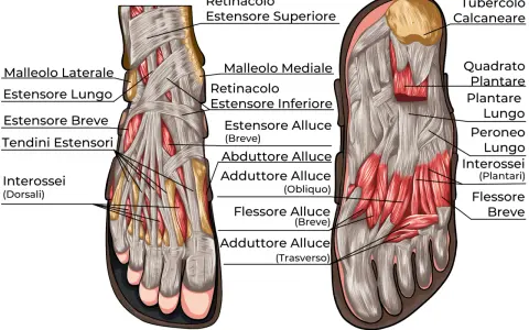 Illustrazione anatomica dei muscoli del piede, mostrando estensori, flessori e interossei, essenziali per il movimento.