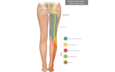 Illustrazione anatomica che mostra l'innervazione sensoriale del nervo sciatico, utile per capire come sfiammare nervo sciatico.