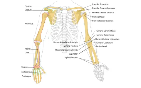 Diagramma scheletrico del braccio umano, che mostra l'avambraccio con radio e ulna, insieme a omero, scapola e clavicola.