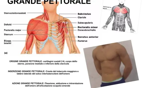 Anatomia del grande pettorale: illustra l'origine, l'inserzione e l'azione, inclusa la flessione dell'omero.