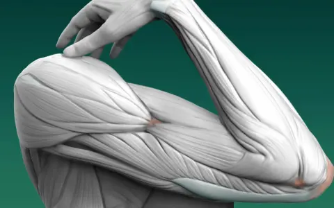 Dettaglio anatomico dei muscoli e delle ossa degli arti superiori, con un dito che tocca la spalla.