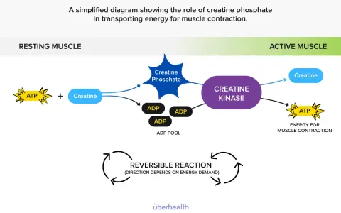 Diagramma del ruolo della creatina fosfato nel fornire energia per la contrazione muscolare. ATP e creatina si trasformano in creatina fosfato e ADP.