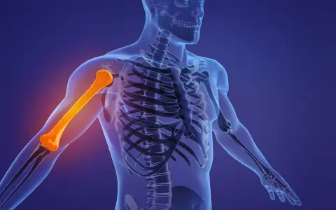 Omero del braccio umano evidenziato in arancione, parte dello scheletro trasparente su sfondo blu.