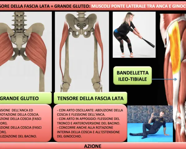 Illustrazione anatomica dei muscoli del bacino, grande gluteo e tensore della fascia lata, con esercizi di azione.