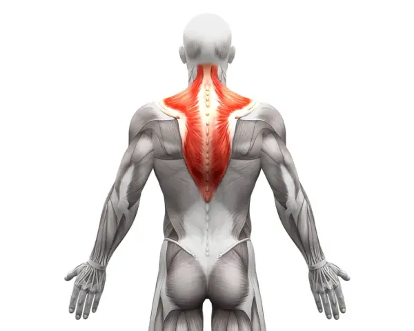 Vista posteriore del corpo umano con il muscolo trapezio evidenziato in rosso. Anatomia del trapezio.