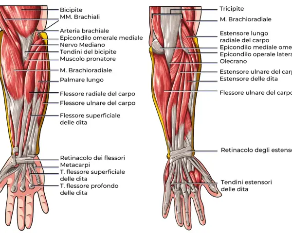 Anatomia del braccio con dettagli sui muscoli dell'avambraccio, tendini e ossa. Vista anteriore e posteriore.