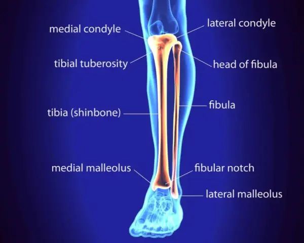 Anatomia della gamba: la tibia (osso dello stinco) e la fibula, con le loro parti principali etichettate.
