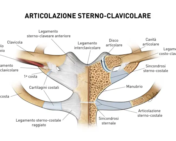 Dettaglio anatomico dell'articolazione sterno-clavicolare, dove la clavicola si connette allo sterno tramite legamenti e cartilagini.