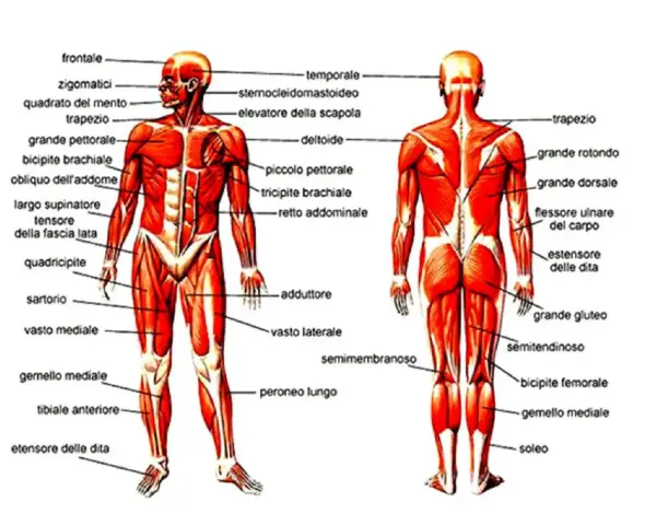 Anatomia addome uomo: vista anteriore e posteriore dei muscoli, con etichette che indicano i nomi dei vari gruppi muscolari.