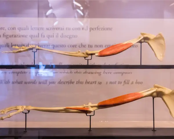 Modelli anatomici di braccio, che mostrano ossa come radio e ulna, con muscoli rossi.