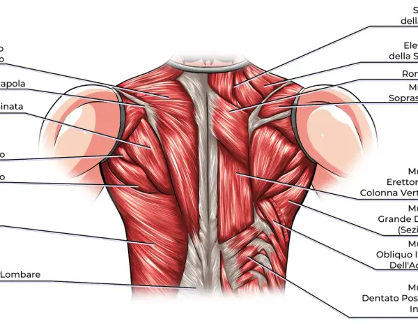 Dettaglio anatomico dei muscoli della schiena alta, con evidenziati trapezio, romboidi e sopraspinato.