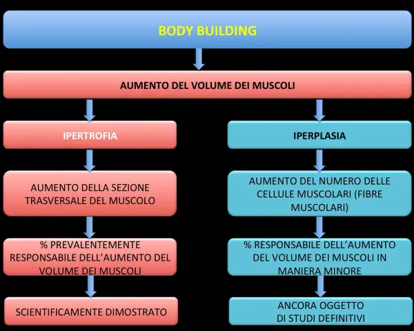 Diagramma sul bodybuilding: ipertrofia (aumento sezione muscolo, scientificamente provato) e iperplasia (aumento fibre muscolari, meno provato).