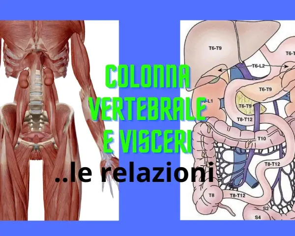 Anatomia: muscoli della colonna vertebrale e organi interni, con indicazioni sulle relazioni tra vertebre e visceri.