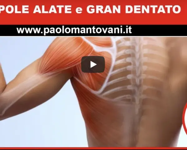 Anatomia della spalla: dettaglio dei muscoli della scapola e del gran dentato.