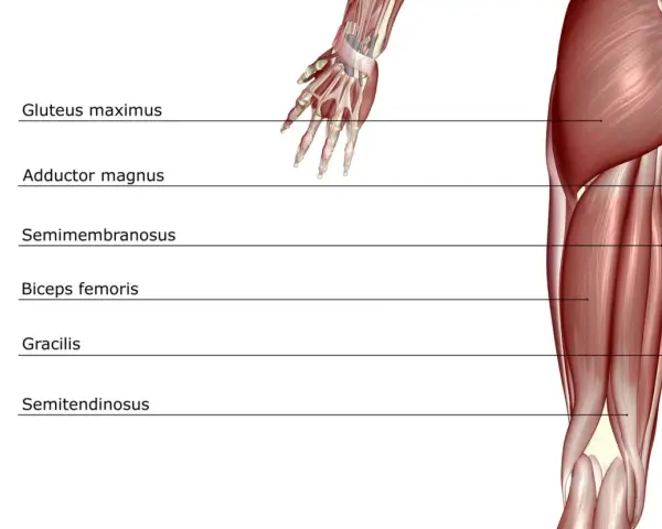 Muscolatura posteriore della coscia: origine e inserzione del bicipite femorale, semitendinoso, semimembranoso, gracile, adduttore magno e grande gluteo.