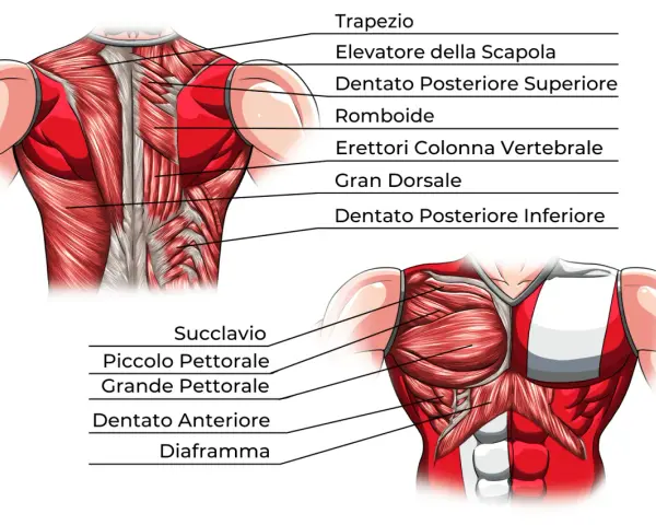 Anatomia del torace: muscoli del petto (pettorale maggiore e minore), dentato anteriore e diaframma, visti frontalmente.