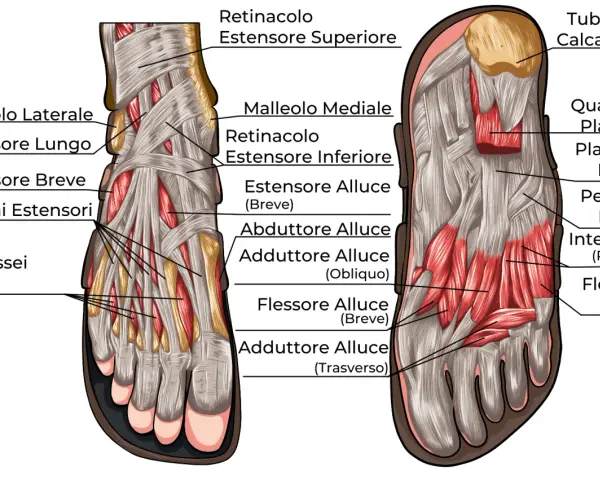 Illustrazione anatomica dei muscoli del piede, mostrando estensori, flessori e interossei, essenziali per il movimento.