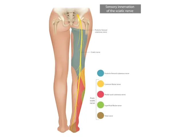 Illustrazione anatomica che mostra l'innervazione sensoriale del nervo sciatico, utile per capire come sfiammare nervo sciatico.