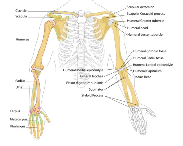 Diagramma scheletrico del braccio umano, che mostra l'avambraccio con radio e ulna, insieme a omero, scapola e clavicola.