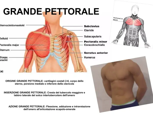 Anatomia del grande pettorale: illustra l'origine, l'inserzione e l'azione, inclusa la flessione dell'omero.