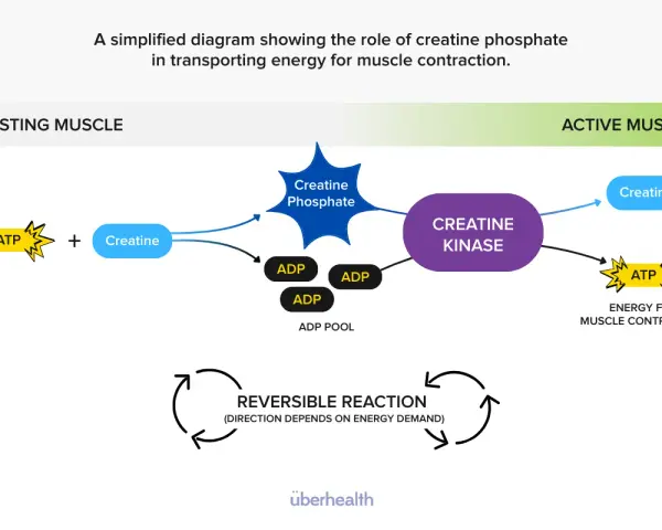 Diagramma del ruolo della creatina fosfato nel fornire energia per la contrazione muscolare. ATP e creatina si trasformano in creatina fosfato e ADP.
