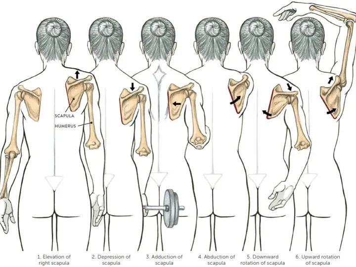 Illustrazione dell'anatomia della scapola e dei movimenti del braccio: elevazione, depressione, adduzione, abduzione, rotazione verso il basso e verso l'alto.