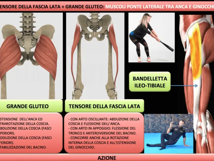Illustrazione anatomica dei muscoli del bacino, grande gluteo e tensore della fascia lata, con esercizi di azione.