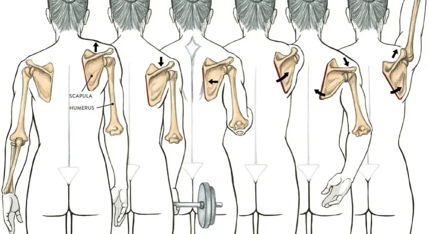 Illustrazione dell'anatomia della scapola e dei movimenti del braccio: elevazione, depressione, adduzione, abduzione, rotazione verso il basso e verso l'alto.