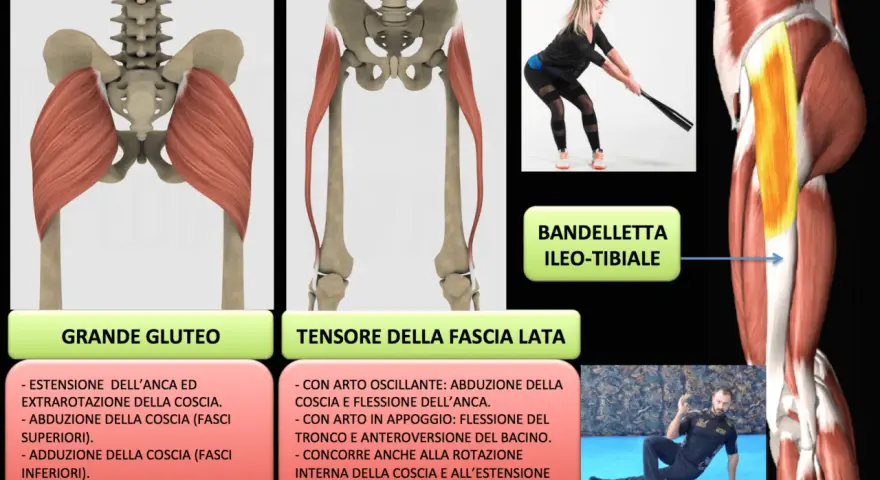 Illustrazione anatomica dei muscoli del bacino, grande gluteo e tensore della fascia lata, con esercizi di azione.