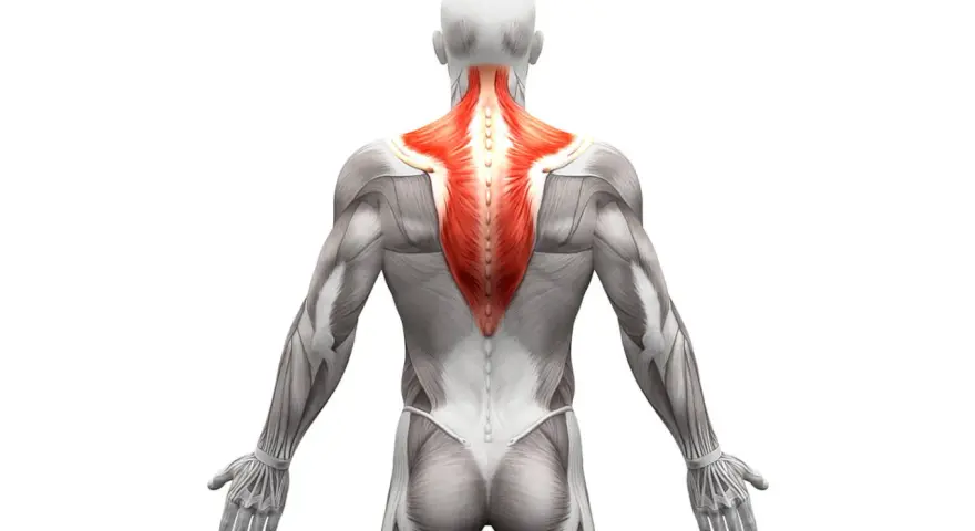 Vista posteriore del corpo umano con il muscolo trapezio evidenziato in rosso. Anatomia del trapezio.