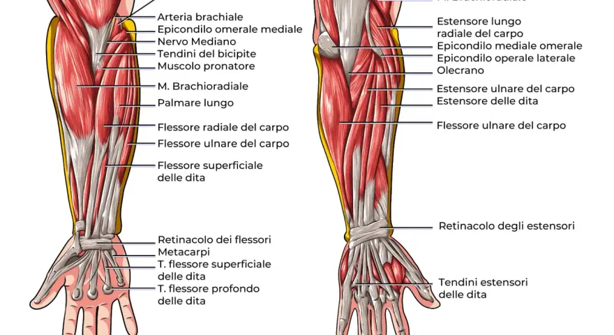 Anatomia del braccio con dettagli sui muscoli dell'avambraccio, tendini e ossa. Vista anteriore e posteriore.