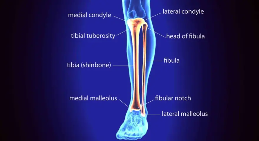Anatomia della gamba: la tibia (osso dello stinco) e la fibula, con le loro parti principali etichettate.