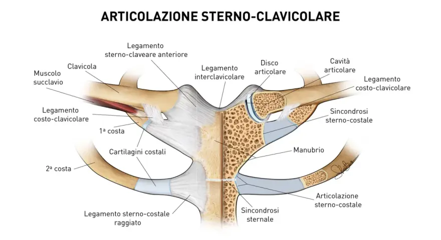 Dettaglio anatomico dell'articolazione sterno-clavicolare, dove la clavicola si connette allo sterno tramite legamenti e cartilagini.