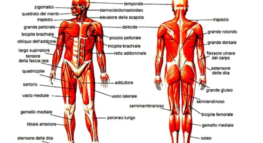Anatomia addome uomo: vista anteriore e posteriore dei muscoli, con etichette che indicano i nomi dei vari gruppi muscolari.
