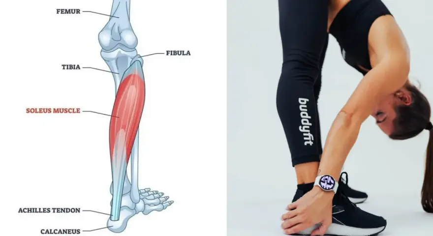 Illustrazione anatomica del soleo e donna che esegue stretching per il soleo.