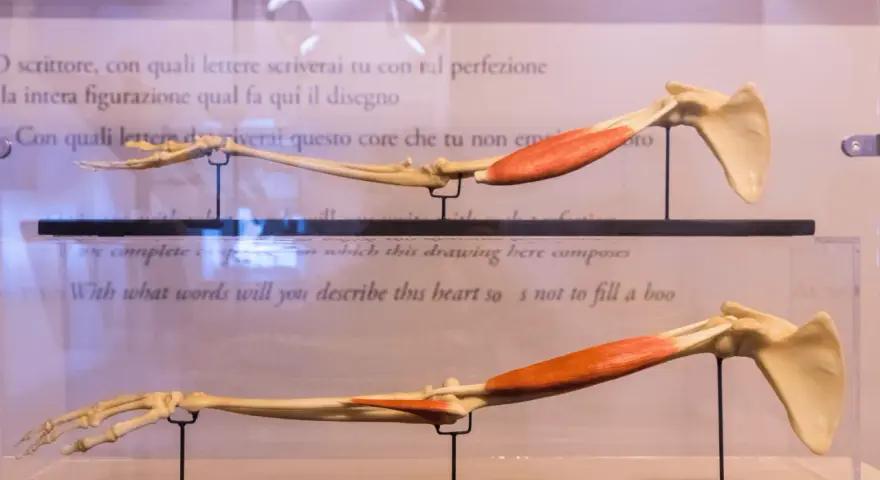 Modelli anatomici di braccio, che mostrano ossa come radio e ulna, con muscoli rossi.