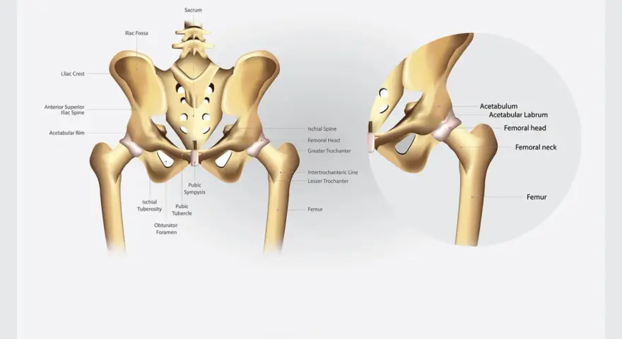 Illustrazione anatomica delle ossa del bacino, con dettagli su cresta iliaca, acetabolo e femore.