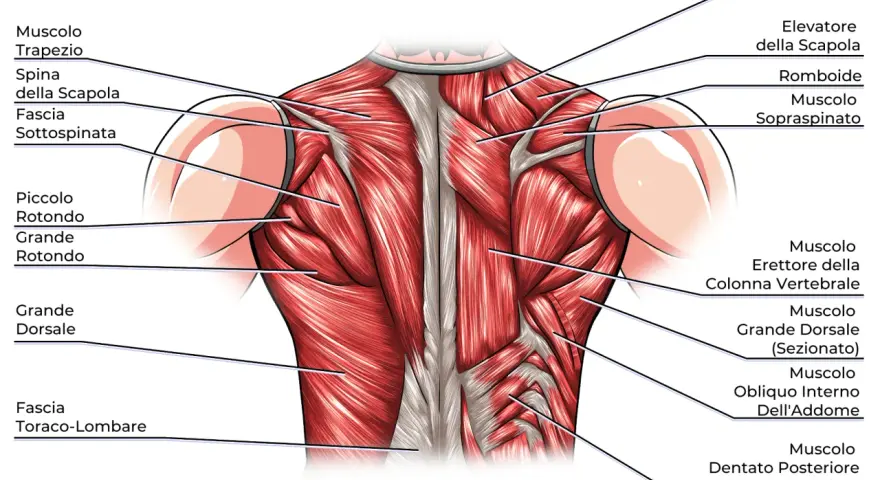 Dettaglio anatomico dei muscoli della schiena alta, con evidenziati trapezio, romboidi e sopraspinato.