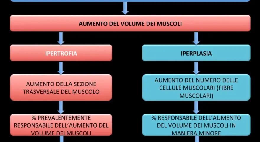 Diagramma sul bodybuilding: ipertrofia (aumento sezione muscolo, scientificamente provato) e iperplasia (aumento fibre muscolari, meno provato).