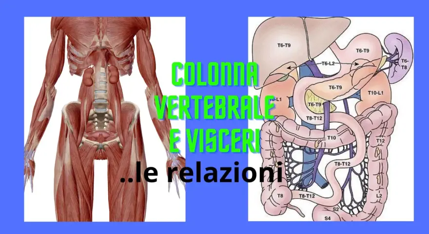 Anatomia: muscoli della colonna vertebrale e organi interni, con indicazioni sulle relazioni tra vertebre e visceri.