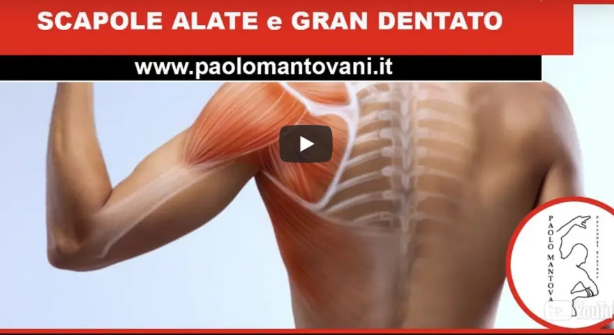 Anatomia della spalla: dettaglio dei muscoli della scapola e del gran dentato.