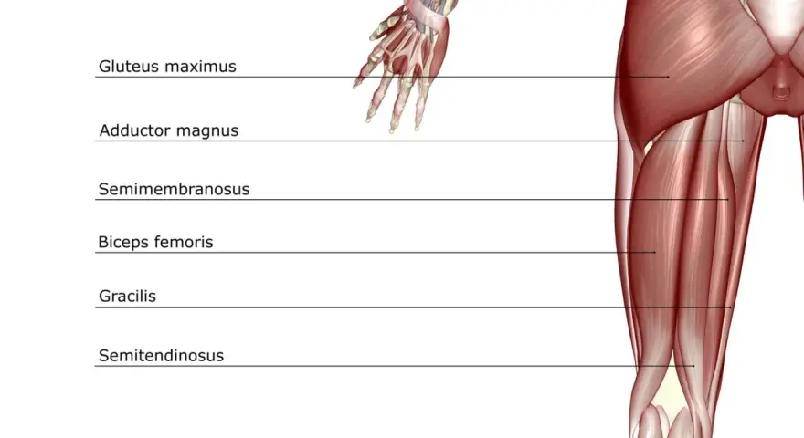 Muscolatura posteriore della coscia: origine e inserzione del bicipite femorale, semitendinoso, semimembranoso, gracile, adduttore magno e grande gluteo.