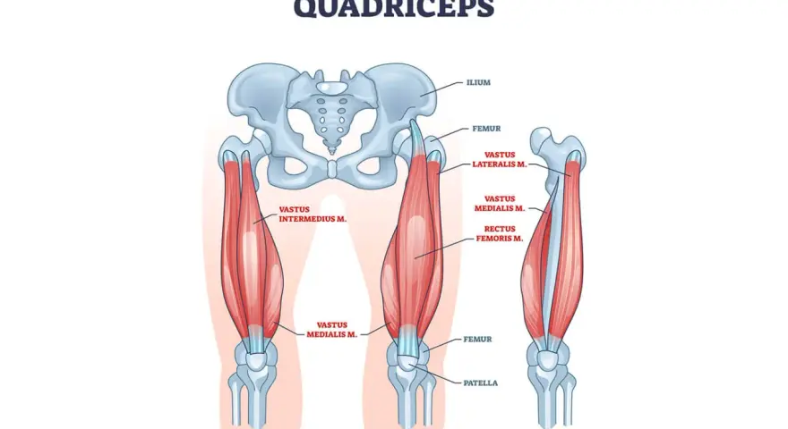Illustrazione anatomica dei muscoli delle cosce, evidenziando il quadricipite e le sue componenti: vasto laterale, mediale, intermedio e retto femorale.