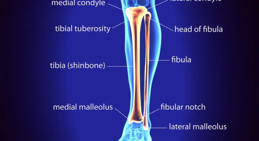 Anatomia delle ossa della gamba: tibia (stinbone) e fibula, con dettagli come condili e malleoli.