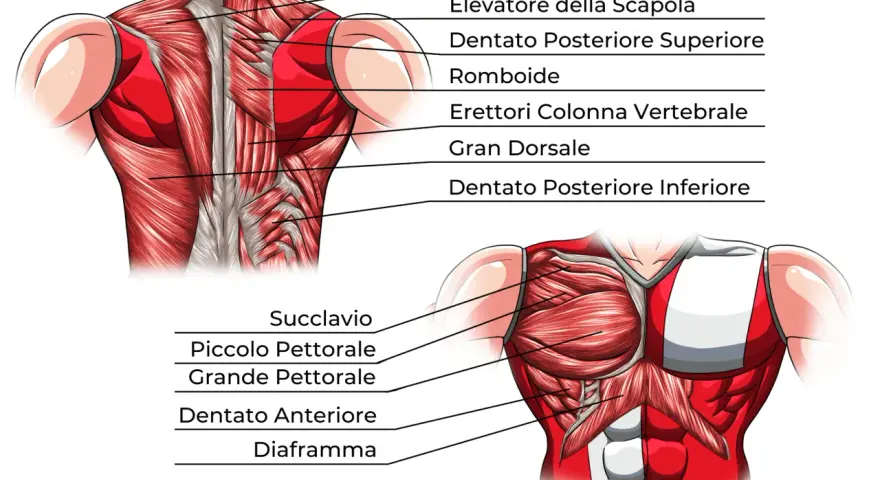 Anatomia del torace: muscoli del petto (pettorale maggiore e minore), dentato anteriore e diaframma, visti frontalmente.